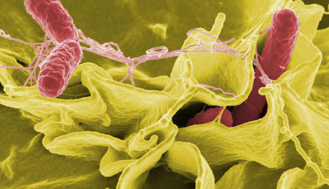 Credit: Rocky Mountain Laboratories,NIAID,NIH Color-enhanced scanning electron micrograph showing Salmonella typhimurium (red) invading cultured human cells.