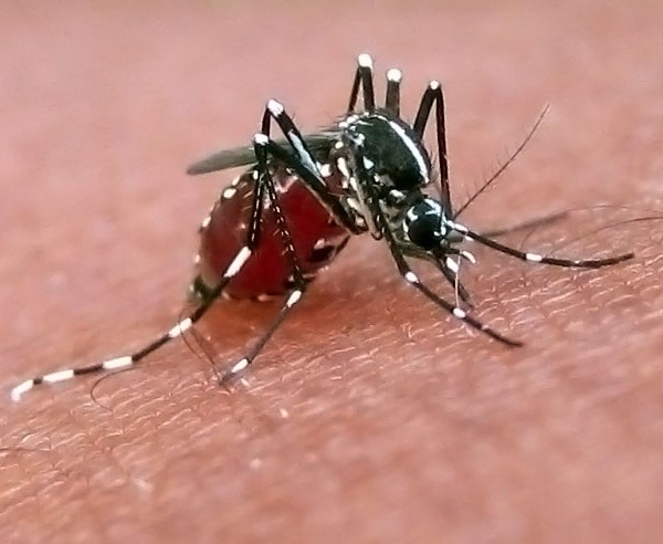 Τα κουνούπια και η προστασία από τα τσιμπήματά τους