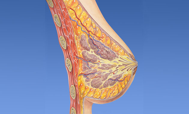 Breast normal humn anatomy