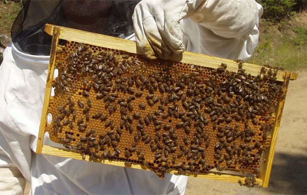 Μέλι: Η οργανωμένη εκμετάλλευση θα φέρει κέρδη