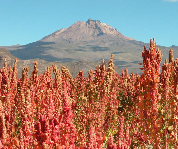 Quinoa Real grown near Uyuni on the Bolivian Altiplano (3653 m). Mt. Tunupa in the background.Photographer ?