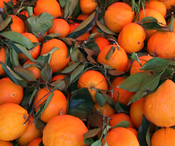 Η πορτοκαλιά έχει μέλλον (B’): Ποικιλίες & ασθένειες