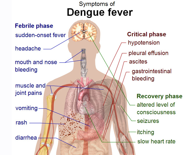 Δάγκειος πυρετός: η απειλή των κουνουπιών (Β’)