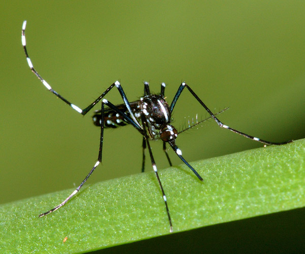 Δάγκειος πυρετός: η απειλή των κουνουπιών (Α’)