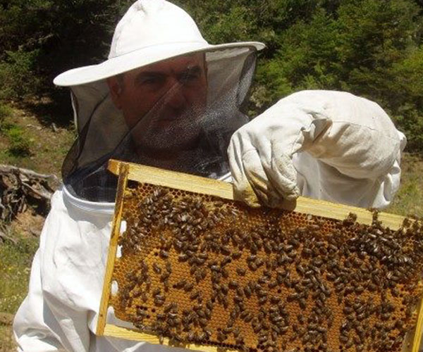 Δωρεάν εκπαιδευτικά σεμινάρια για Μελισσοκόμους