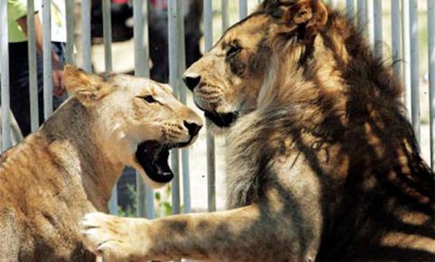 MIDEAST ISRAEL PALESTINIANS STOLEN LION