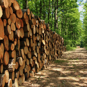 Δάση και Αειφορία: οικονομική εκμετάλλευση και προστασία περιβάλλοντος