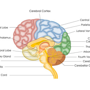 Ανθρώπινος εγκέφαλος: ο πανίσχυρος άγνωστος…