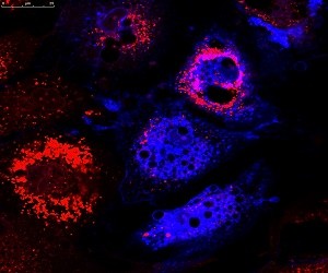 Οι προοπτικές και τα ζητήματα που γεννά η χρήση βλαστοκυττάρων