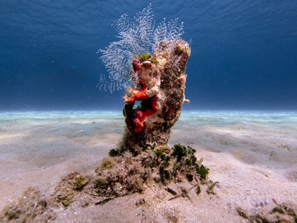 A newborn reef resized 1