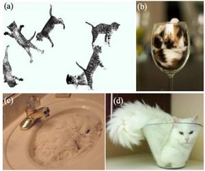 Οι ρευστές γάτες και τα βραβεία Νόμπελ της τρελής επιστήμης 2017