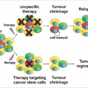 Η χρήση των βλαστοκυττάρων στην καταπολέμηση του καρκίνου και οι έρευνες σχετικά με αυτήν