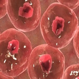 Οι δυνατότητες της βλαστοκυτταρικής έρευνας στις μεταμοσχεύσεις ιστών και οργάνων υπό το φως της Βιοηθικής